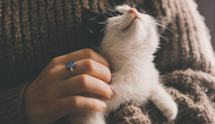Pets